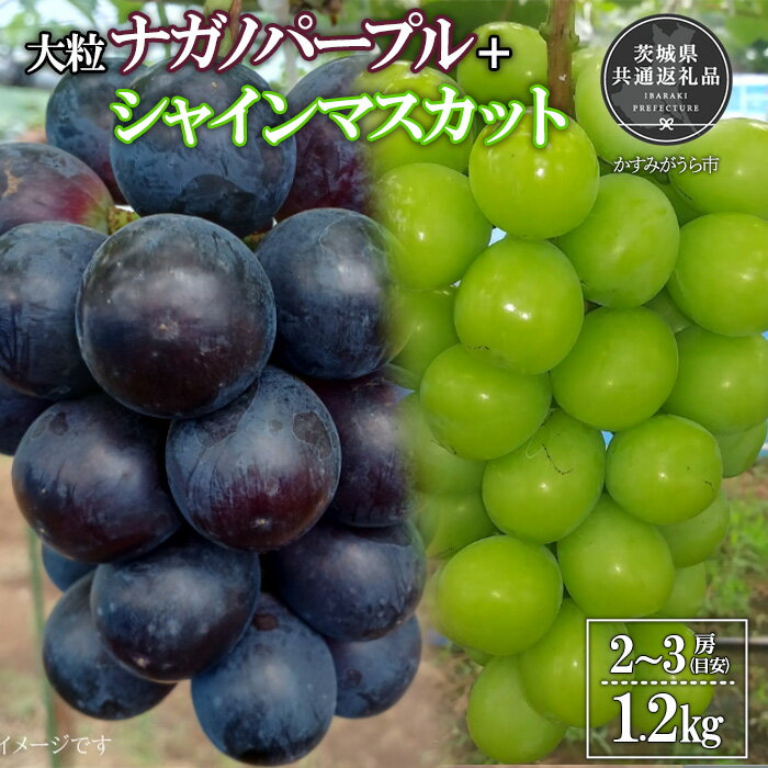 【ふるさと納税】【2025年先行予約】有機肥料を中心に栽培された大粒ナガノパープル＋シャインマスカット計1.2kg朝どり産地直送（茨城県共通返礼品・かすみがうら市）