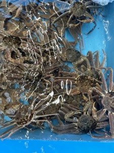 【22015】鳥取県網代産 松葉がに（足折れ１～２本）500g以上（生）※お届けは2026年11月中旬～