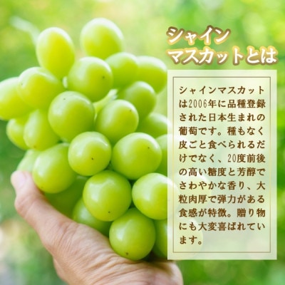 厳選　池田青果のシャインマスカット2房～4房(1.5kg相当) ふるさと納税【配送不可地域：離島・沖縄県】