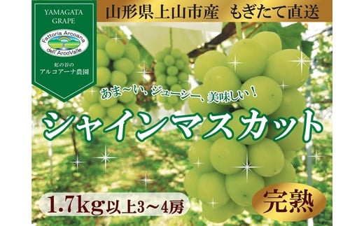 【樹上完熟】シャインマスカット　１.７ｋｇ（もぎたて直送）　0148-2513