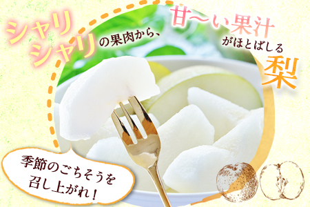 まえかわ梨園の玉東梨 熊本県玉東町産【2品種から旬の梨1種】約3kg（6-8玉前後）《 8月中旬-9月下旬頃出荷》 ｜ブランド梨 人気梨 特産品梨 熊本県梨 玉東町梨 大人気返礼品
