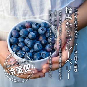 MS-32　新鮮生ブルーベリー1kg（7月採れ）