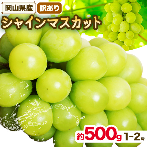 シャインマスカット訳あり 約500g(1～2房)【先行予約】 花田青果株式会社《9月上旬-10月末頃出荷》マスカット 送料無料 岡山県 浅口市 シャインマスカット ぶどう フルーツ 果物 贈り物 ギフト【配送不可地域あり】