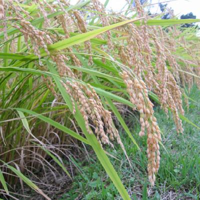 ふるさと納税 上越市 数量限定★令和7年産|棚田米コシヒカリ|新潟上越牧産ブランド米「幻米」2kg(2kg×1袋)玄米 |  | 02