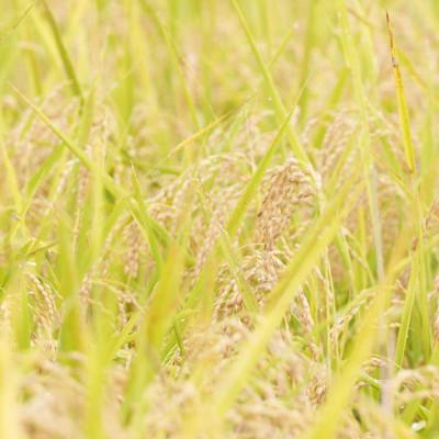 ふるさと納税 塩谷町 【令和7年産 】有機JAS認定「奇跡のお米 神宝米」玄米3kg |  | 02