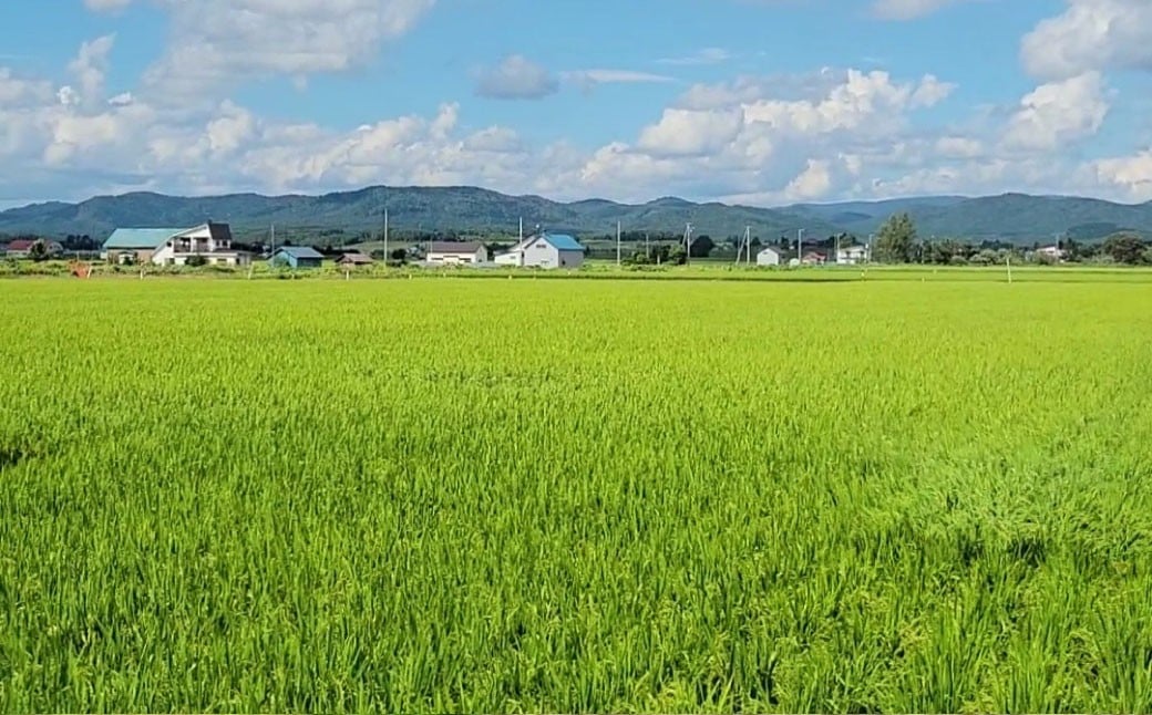 ゆめぴりか （白米） 5kg×6回