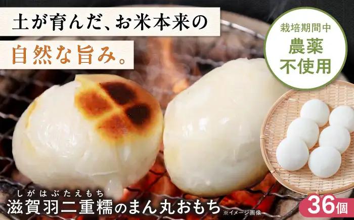 滋賀羽二重糯のまん丸おもち 36個[AQEC003]もち