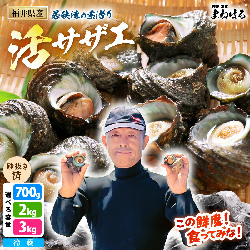【ふるさと納税】若狭湾の素潜り 天然 活サザエ 【選べる内容量：700g / 2kg / 3kg】説明書付き【サザエ さざえ 貝 天然 海産物 刺身 お造り 海の幸 BBQ つぼ焼き 壺焼き 佃煮 海鮮 魚介】