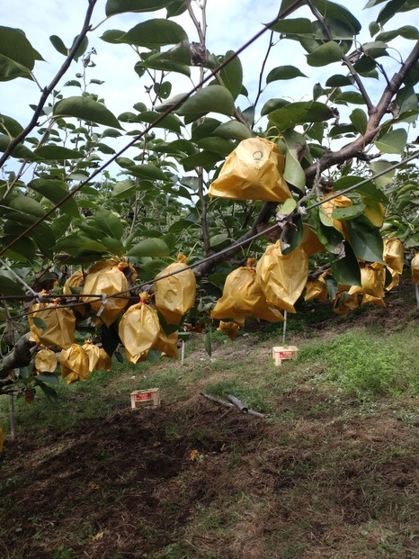 訳あり 鳥取県産 王秋 梨 5kg (8玉～16玉)