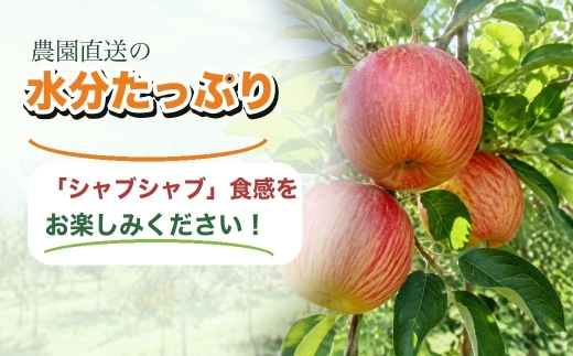 しなのスイート 家庭用 約5kg| 林檎 リンゴ アップル 果物 くだもの フルーツ 長野県産 信州林檎 信州りんご 信州 長野 千曲市