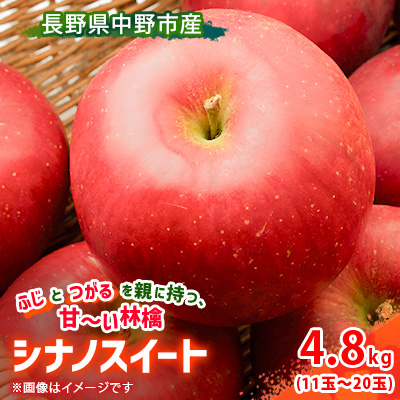 【先行受付】 りんご シナノスイート 4.8kg  長野県産【1496534】