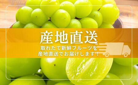 シャインマスカット 約1kg ~ 1.2kg(2房 ~ 3房) | シャインマスカット