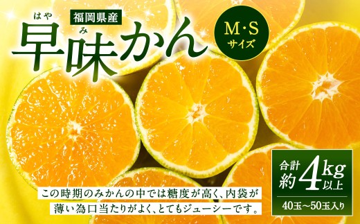 福岡県産 早味かん 約4kg以上 （40玉～50玉入り）  M・Sサイズ 【2026年9月下旬～10月下旬発送予定】 みかん 早生みかん ミカン 果物 くだもの フルーツ