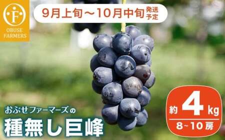 先行受付種無し巨峰 約4kg 8～12房  [おぶせファーマーズ] 【2026年9月上旬～10月中旬発送】 果物 フルーツ ぶどう 葡萄 冷蔵便 クール便 長野県産 信州産 令和8年産［FB-20］