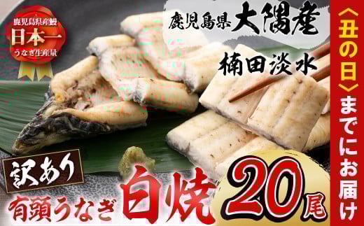 
            【7/7までの入金で丑の日までにお届け】【訳あり】鹿児島県大隅産！楠田の極うなぎ白焼き 有頭(20尾 2.6kg以上) 国産 鹿児島県産 鰻 不揃い 大容量 真空 冷凍 白焼き うなぎ 訳あり wa11-001
          