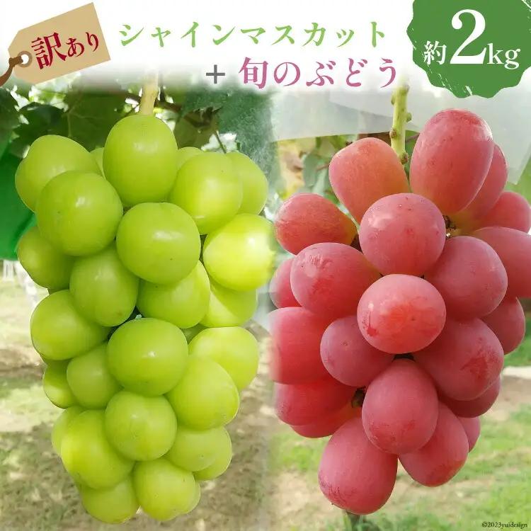 【2026年発送】 訳あり 旬のぶどう 詰め合わせ 2kg  家庭用 [みのり農園 山梨県 韮崎市 20742853]