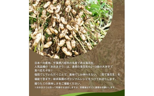 八街産落花生 先行予約 おおまさり 掘りたて直送 生落花生 2kg  2026年産  八街市産 落花生 千葉県産 新井梨園  産地直送