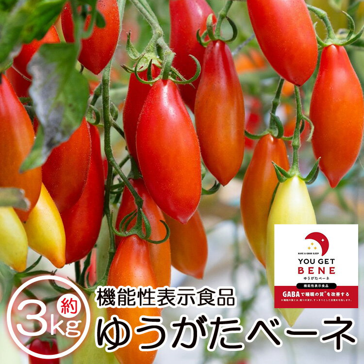 【ふるさと納税】【先行予約受付】機能性表示食品 ミニトマト ゆうがたベーネ 約3kg（1kg×3箱）- 送料無料 野菜 プチトマト フルーツトマト ギフト お礼 御礼 感謝 のし対応 高糖度 お歳暮 御歳暮 贈答用 贈り物 井上石灰工業株式会社 高知県 香南市【常温/冷蔵】