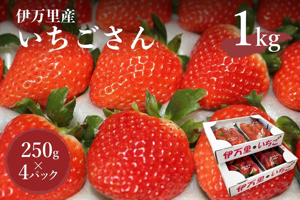 
            伊万里産「いちごさん」 250g×4 パック ～鶴田農園～ 046-B832
          