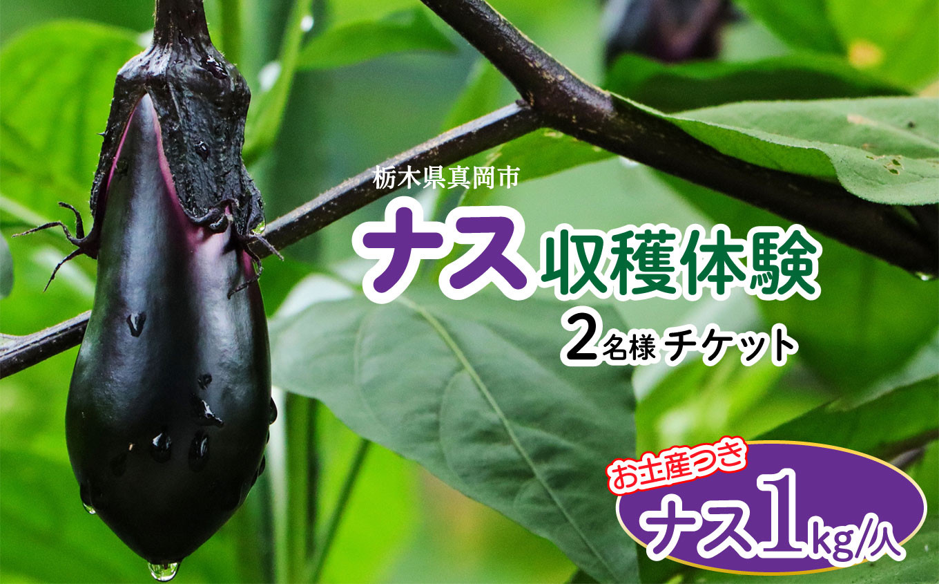 
ナスの収穫体験チケット2名様 真岡市 栃木県 送料無料

