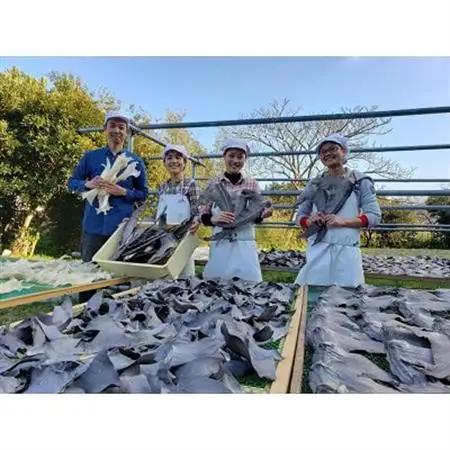 「フカヒレ姿煮」大尾びれ1枚入り(530g×1枚)　尾びれ重さ約201-240g【配送不可地域：離島】【1414092】