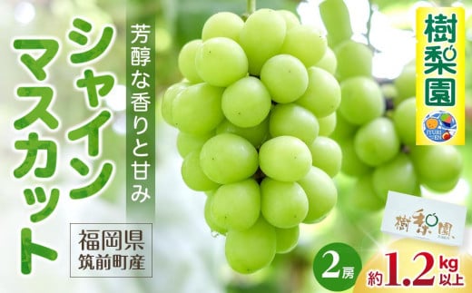 
            【2025年先行予約 8月中旬以降発送】シャインマスカット 約1.2kg以上（2房)【数量限定 シャインマスカット ぶどう ブドウ 葡萄 フルーツ 果物 くだもの さっぱり上品 人気 2房 先行予約 ギフト 贈答用 プレゼント 贈り物】
          