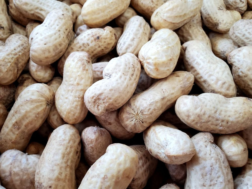 
            八街市産 生落花生（ おおまさり ） 3kg  2026年収穫分 千葉県産 八街産おおまさり
          