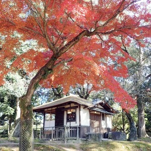 江戸三　会席料理　ペアお食事券（ランチ・ディナー）　85-002