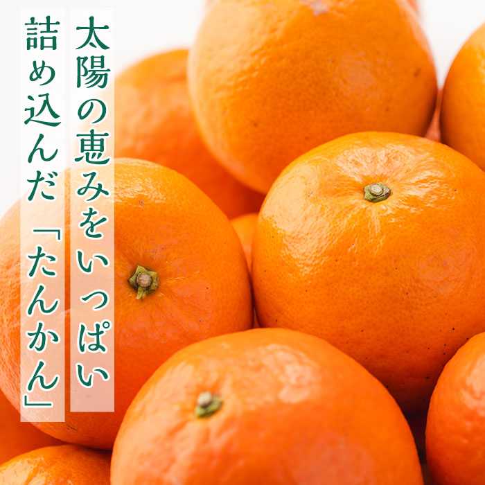 n204 【期間限定】＜先行予約受付中！2026年2月中旬～3月上旬の間に順次発送予定＞鹿児島県種子島産 たんかんMサイズ(5kg・約40個入り)【種子屋久農業協同組合】