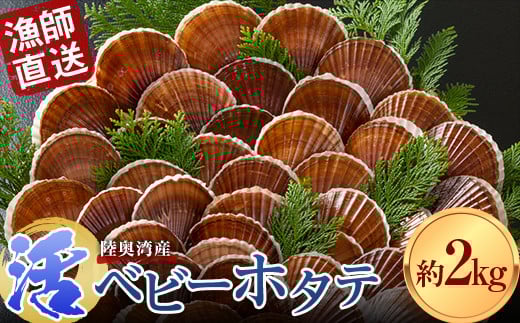 《期間限定》 漁師直送 活ベビーホタテ (半成貝) 約2kg 【白砂活貝組 琉宝丸】 ホタテ ほたて 帆立 活ホタテ 生ほたて 生ホタテ 刺身 ベビーホタテ 半成貝 海鮮 新鮮 貝 貝柱 殻付き 魚介 青森 青森県 東北 むつ湾 陸奥湾 BBQ バーベキュー キャンプ F21J-187