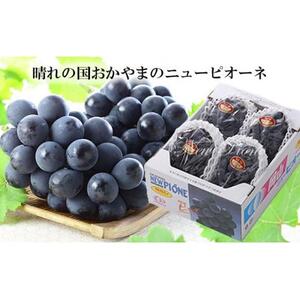 ニュー　ピオーネ 約2kg 3～6房 ｜ ピオーネ
