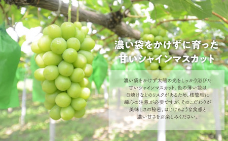 【きよとうファーム】厳選品 大粒シャインマスカット1房/700g以上 (岡山県産)【KF-B060-02】