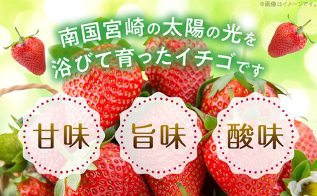 《2025年発送先行予約》宮崎県産イチゴ 250g×2パック 果物 苺 フルーツ