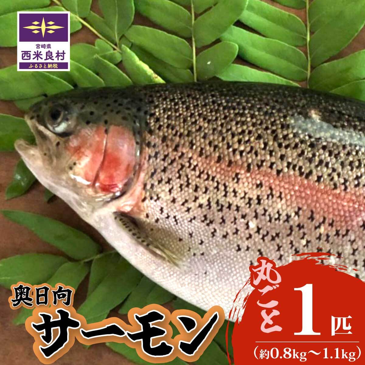 【ふるさと納税】「奥日向サーモン」〜清らかな水と寒暖差の大きな山地の気候で大切に育てられた「奥日向サーモン」〜　魚 海鮮 サーモン 刺身 刺身 人気 ふるさと 海鮮食品 魚介類 魚介 お正月 お歳暮 宮崎県 西米良村