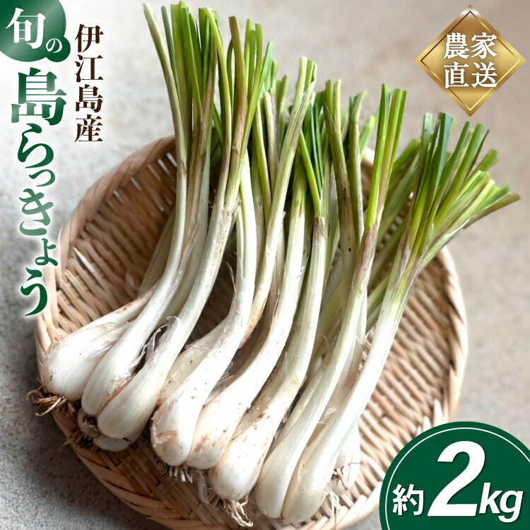 【ふるさと納税】 【期間限定発送】 島らっきょう 生 約 2kg [畑シンカ 沖縄県 伊江村 ie47bde250002] 沖縄 らっきょう ラッキョウ らっきょ ラッキョ 島ラッキョウ しまらっきょう 島らっきょ 島ラッキョ 野菜 やさい 浅漬け 漬物 つけもの ◎