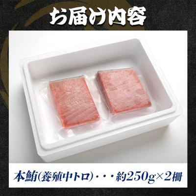 ふるさと納税 香南市 本まぐろ 中トロ 約500g 2冊 養殖 本鮪 ブロック oo-0002 |  | 03
