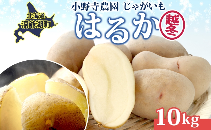 じゃがいも 越冬はるか 10kg 2026年1月中旬～3月下旬ごろお届