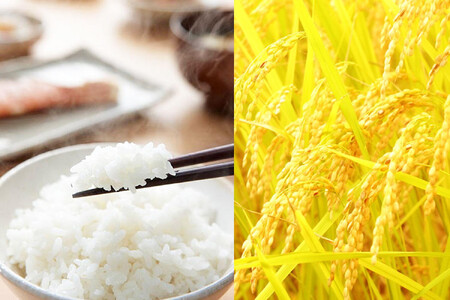 〈令和7年産 新米〉【定期便6カ月】 有機栽培米 新潟産コシヒカリ 5kg×6回（計30kg）有機JAS認証