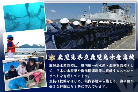 水産高校生考案　枕崎かつおラーメン2人前×4袋　和風しお味　液体スープ付　コンパクトサイズW0-11【1658461】