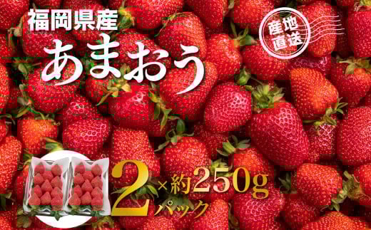 福岡県産あまおう 約250g×2パック いちご イチゴ 苺 あまおう フルーツ 果物 くだもの 250g 2パック 福岡県 八女市