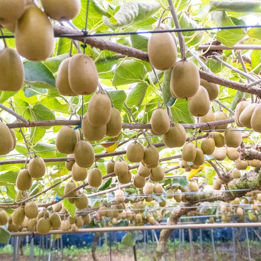 ＜輝らり果樹園＞「レインボーレッド(R)キウイ」大サイズ8個