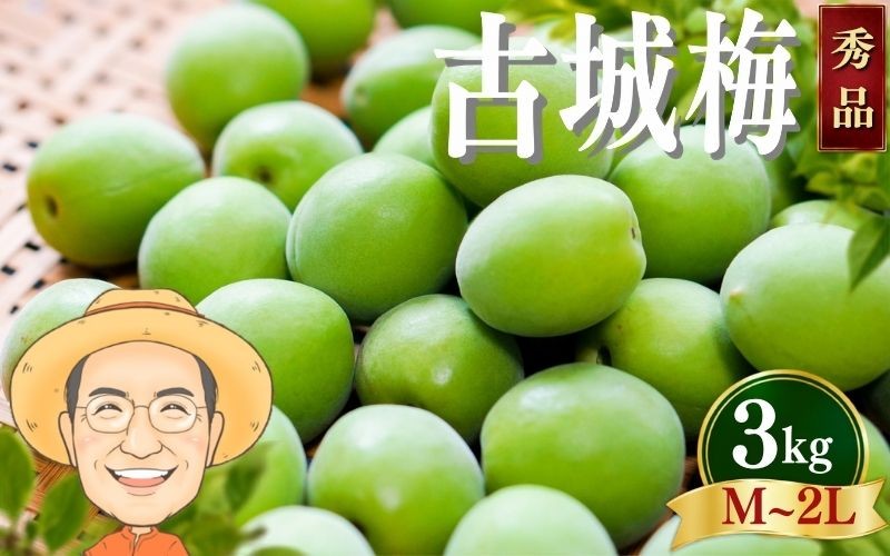 
                  【秀品】古城梅 約3kg (＋補償100g) M～2Lサイズ カキエモン農園 【2027年5月下旬～6月中旬頃順次発送】 和歌山産 梅干し 梅酒 梅シロップ 果実 うめ 梅 ウメ カキエモン 農園 送料無料 なんこううめ なんこうばい なんこう梅 加工用 家庭用 紀州【BX-kkem021】
                