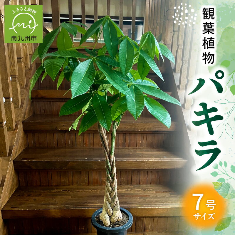 【ふるさと納税】観葉植物 パキラ 1鉢 7号 受け皿付き 約 3kg 三つ編み仕立て おしゃれ インテリア 癒し リラックス 自然 花言葉 幸福 快活 勝利 産地直送 雑貨 オフィス 開店 移転 祝い 贈り物 マニュアル同封 鹿児島県 南九州市 送料無料