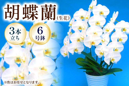 【3本立ち6寸】生産農家直送！胡蝶蘭 1鉢【足柄金太郎洋蘭園】開成町 胡蝶蘭 洋蘭 胡蝶蘭 蘭 お花 胡蝶蘭 生花 胡蝶蘭 鉢花 鉢 [BDAB007]