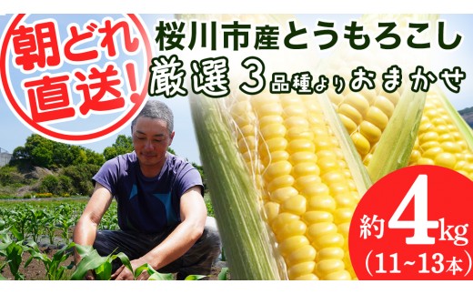 
                  桜川市産 とうもろこし 品種おまかせ 約4kg ( 11～13本 ) おおもの ゴールドラッシュ おひさまコーン 6月下旬発送開始 茨城県 桜川市 [FJ001sa]
                