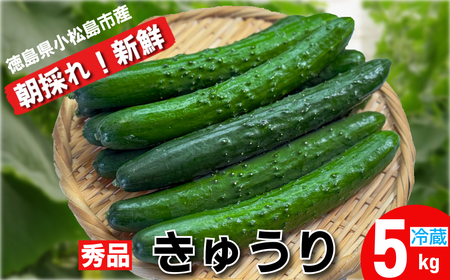 きゅうり 秀品 5kg以上（54本）新鮮 朝採れ きゅうり 小松島市 野菜 夏野菜 産地直送 5kg 酢の物 胡瓜 キュウリ 送料無料