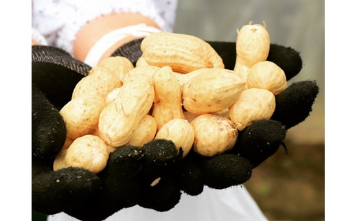 岩見沢の北村産！ほっくりやみつき塩ゆで落花生　230g×3袋【18125】