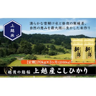 ふるさと納税 上越市 【発送月固定定期便】【先行予約】食味鑑定士厳選 上越産こしひかり[5kg×4袋]全3回