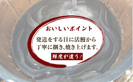 国産うなぎの白焼き 4尾 [TMR004]鰻白焼き