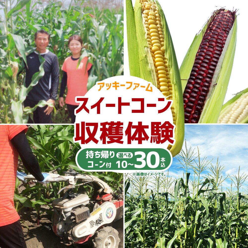 【ふるさと納税】＜選べる本数＞アッキーファーム スイートコーン収穫体験 持ち帰り用スイートコーン 10本 / 20本 / 30本込み とうもろこし トウモロコシ 野菜 やさい 農作物 農業 体験 チケット 商品券 施設利用券 福岡県産 国産 福岡県 みやま市 送料無料 F4 F5 F6